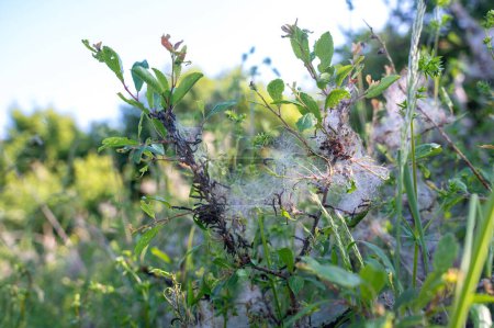 Web de polillas de araña (Yponomjalá dae) en un árbol