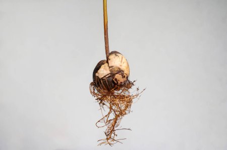 Foto de Núcleo de aguacate (Persea americana) con raíces sobre fondo blanco - Imagen libre de derechos