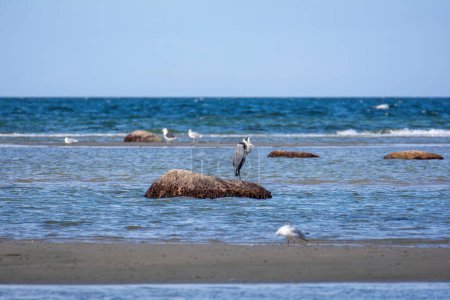 Un héron gris (Ardea cinerea) se dresse dans la mer sur un grand rocher, sur l'île de Poel, en Allemagne