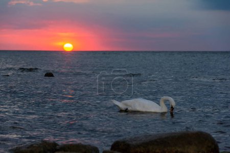 Foto de Un cisne blanco nada en el agua en un mar al atardecer, con sol - Imagen libre de derechos