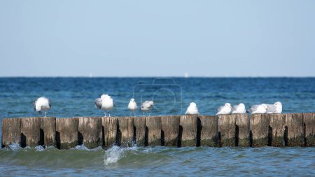 Photo for Many seagulls sit on wooden breakwaters in the sea, on the Baltic Sea coast on the island of Poel near Timmendorf, Germany - Royalty Free Image