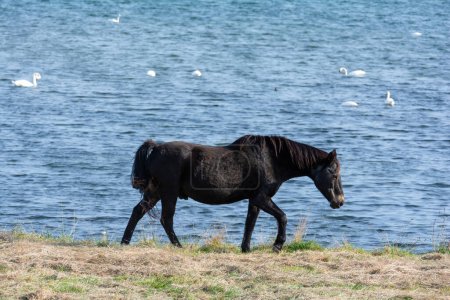 Ein Pferd auf der Weide am Ufer eines Sees mit vielen Schwänen im Wasser