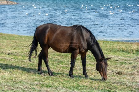 Ein Pferd auf der Weide am Ufer eines Sees mit vielen Schwänen im Wasser