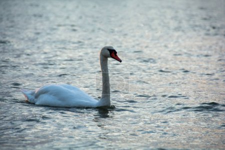 A white swan swims in blue water in a sea