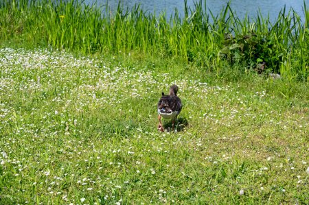 A gray field goose in a green meadow full of white daisies, on the way to the lake