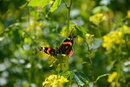 An Admiral butterfly  ( Vanessa atalanta ) sits among yellow mustard flowers in a field