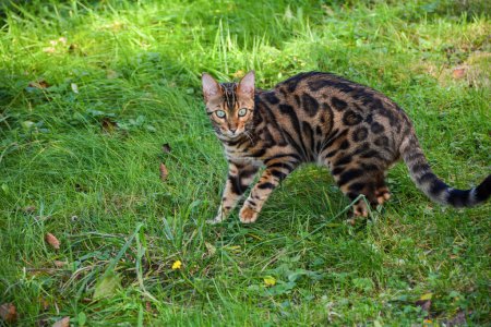 A Bengal cat in nature on a green meadow
