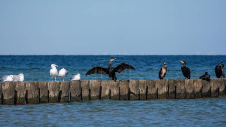 Cormoranes (Phalacrocoracidae) y gaviotas se sientan en rompeolas de madera en el mar, en la costa del Mar Báltico en la isla de Poel cerca de Timmendorf, Alemania