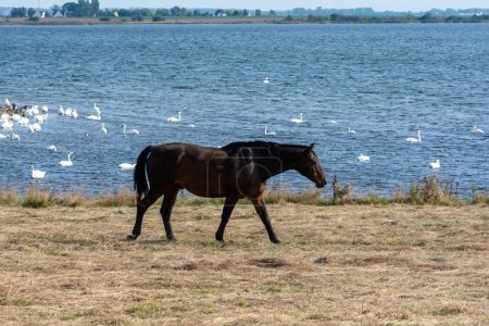 A horse in the pasture on the shore of a lake with many swans in the water