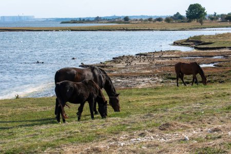 Pferde auf der Weide am Ufer eines Sees mit vielen Schwänen im Wasser auf der Insel Poel, Deutschland