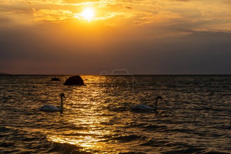 White swans swim in the water in a sea during a golden glowing sunset