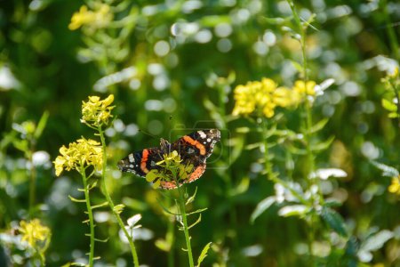 An Admiral butterfly  ( Vanessa atalanta ) sits among yellow mustard flowers in a field