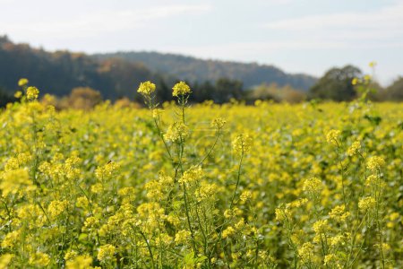 Yellow flowers of a mustard plant (Sinapis) in the field in nature, blooming time in autumn, with sky