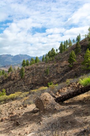 Canarian pine  ( Pinus canariensis ) on a mountain on the island of Gran Canaria in Spain, with a fallen tree