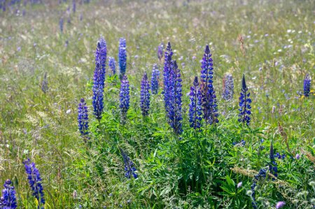 Green meadows with purple lupins in the high Rhoen, Bavaria, Germany