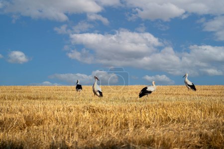 Cigüeñas blancas (Ciconia ciconia) en un campo cosechado con cielo azul