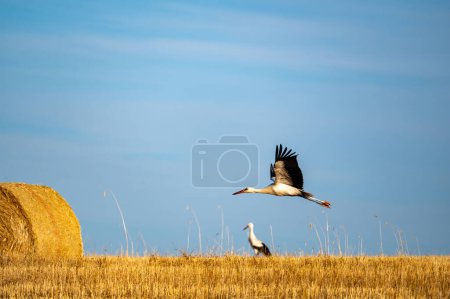 A white stork (Ciconia ciconia) flies over a harvested field with hay bales and a blue sky