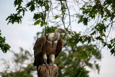 A large bird of prey - vulture sits on a tree stump in green nature