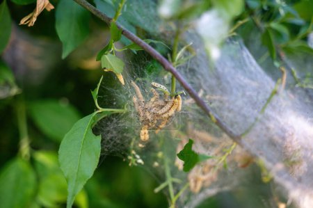 Web of spider moths ( Yponomeutidae ) on a tree