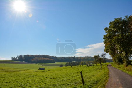 Un prado verde y un camino con árboles a la derecha, con sol y espacio para copiar