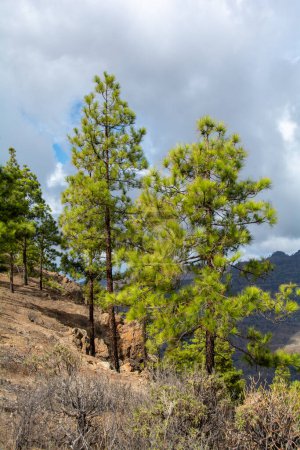 Pino canario (Pinus canariensis) en una montaña de la isla de Gran Canaria en España, con cielo azul y nubes