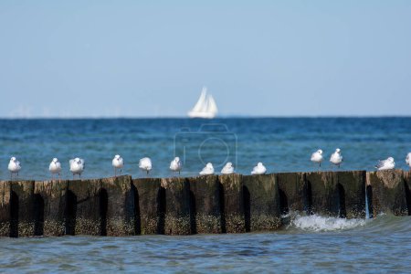 Viele Möwen sitzen auf hölzernen Buhnen im Meer, an der Ostseeküste auf der Insel Poel bei Timmendorf, im Hintergrund ein Segelschiff