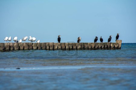 Cormorants  ( Phalacrocoracidae ) and seagulls sit on wooden breakwaters in the sea, on the Baltic Sea coast on the island of Poel near Timmendorf, Germany