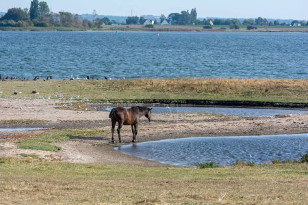 A horse in the pasture on the shore of a lake with birds