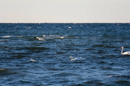 Los cisnes blancos nadan en el agua en un mar