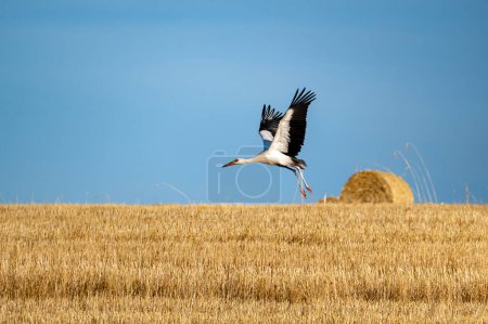 A white stork (Ciconia ciconia) landing over a harvested field with hay bales and a blue sky