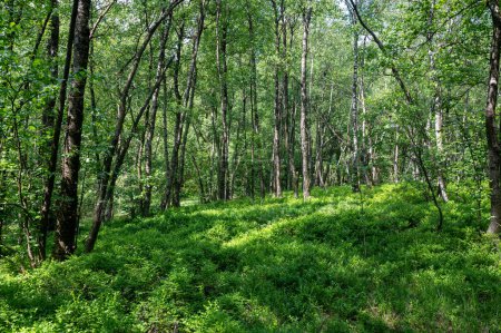 Carpathian birch forest  ( Betula carpatica ) in the red bog in the High Rhoen, Hesse, Germany