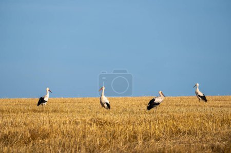White storks ( Ciconia ciconia )  in a harvested field with blue sky
