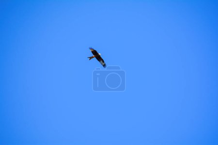 Rotmilan (Milvus milvus) fliegt hoch in den blauen Himmel