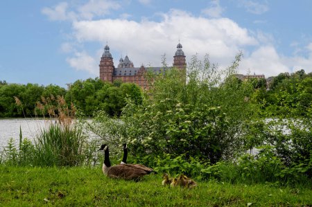 Canada geese ( Branta canadensis ) with goslings in a meadow with a view of Johannisburg Castle in Aschaffenburg with a river and a cloudy blue sky