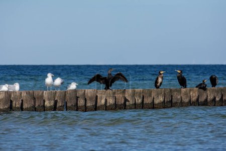 Cormorants  ( Phalacrocoracidae ) and seagulls sit on wooden breakwaters in the sea, on the Baltic Sea coast on the island of Poel near Timmendorf, Germany