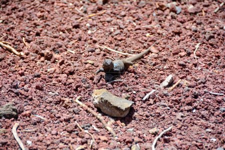 Un lézard des Canaries (Gallotia galloti) à l "état sauvage sur l" île Canaries de Tenerife, Espagne