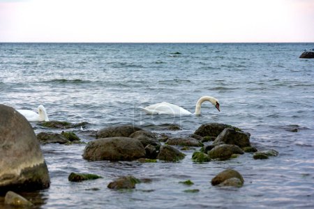 White swans swim in the water in a sea