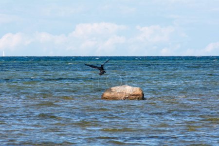 Pájaro cormorán (Phalacrocoracidae) vuela en la costa del Mar Báltico en la isla de Poel cerca de Timmendorf, Alemania