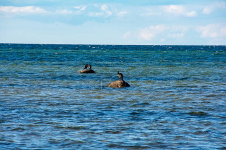 Aves cormoranes (Phalacrocoracidae) sentadas sobre una gran piedra en la costa del Mar Báltico, en la isla de Poel, cerca de Timmendorf, Alemania