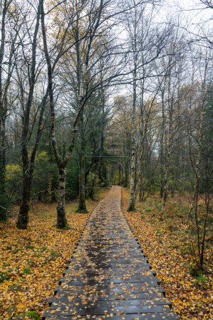 Holzsteg im Schwarzen Moor in der Rhön, Bayern, im Herbst nach Regen