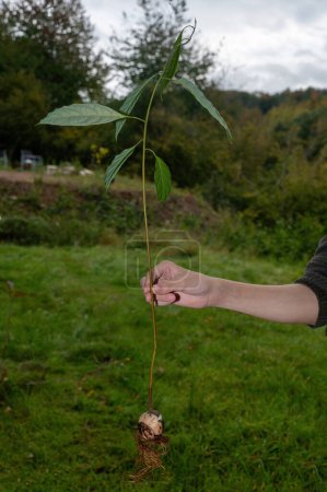 Una mano humana sostiene un pozo de aguacate (Persea americana) con raíces y hojas verdes frente a la naturaleza verde