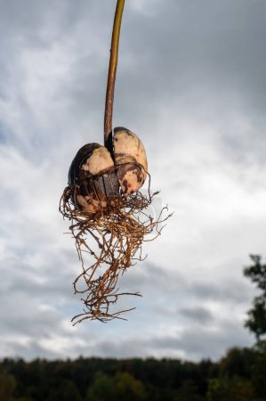 Foto de Aguacate (Persea americana) núcleo con raíces contra un cielo nublado - Imagen libre de derechos