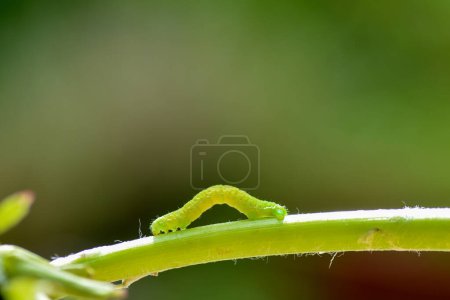 Green caterpillar on a plant stemin sunlight