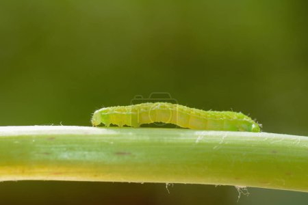 Green caterpillar on a plant stemin sunlight