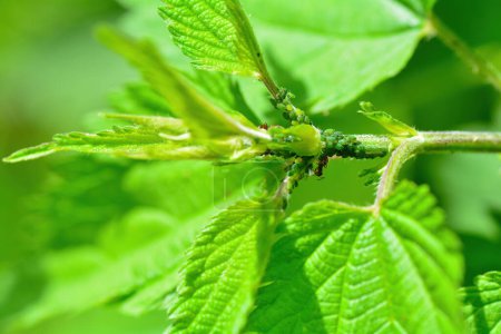 Foto de Muchos pulgones y la hormiga sobre la planta en la naturaleza verde - Imagen libre de derechos