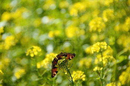 dessous d'un paon européen (Aglais io) papillon sur fleur de moutarde jaune