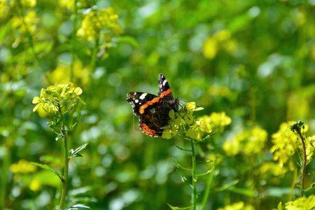Una mariposa almirante (Vanessa atalanta) se sienta entre flores de mostaza amarillas en un campo