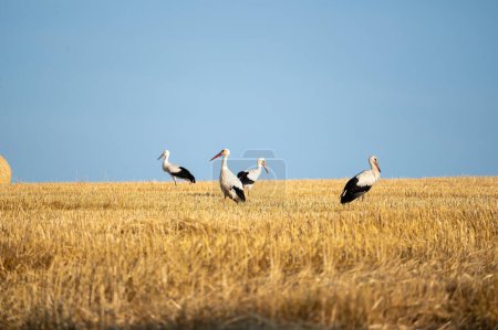 Téléchargez les photos : Cigognes blanches (Ciconia ciconia) dans un champ récolté au ciel bleu - en image libre de droit