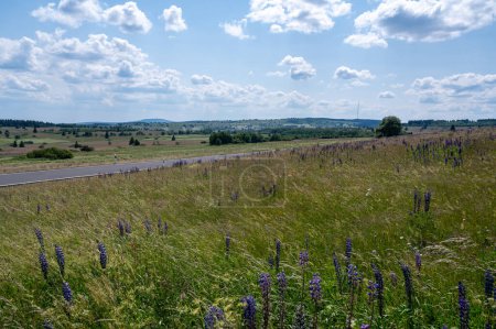 Landscape, road and meadow with lupins in the high Rhoen, Bavaria, Germany