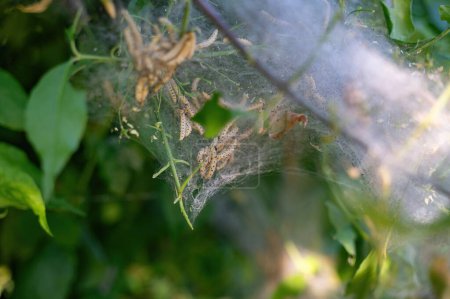 Toile de papillons araignées (Yponomeutidae) sur un arbre